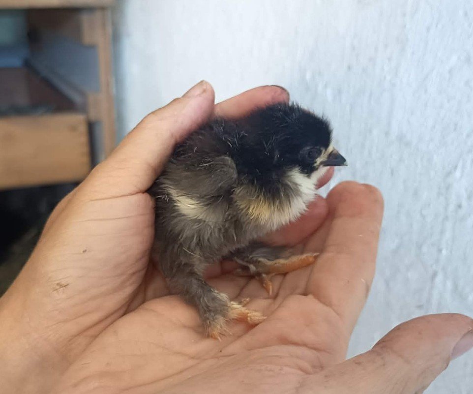 This is a picture of Pingu at 7 in the morning the day she hatched.